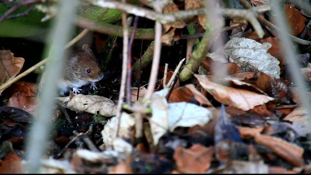 Maus im Wald