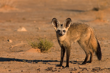 Bat-eared Fox
