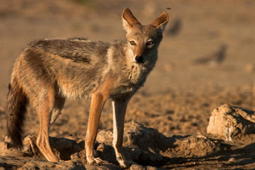 Black-Backed Jackal