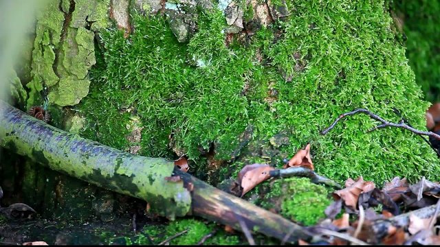 Maus im Wald