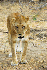 Lioness