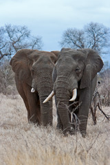 Fototapeta na wymiar Elephant Bulls