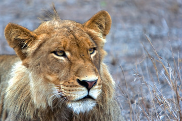 Male Lion