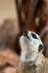 Meerkat