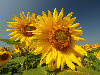 two large sunflowers
