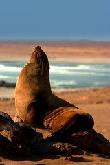 Southern Fur Seal