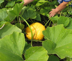 Pumpkin