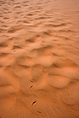 Snake Trails