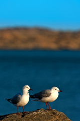 Hartlaub's Gull