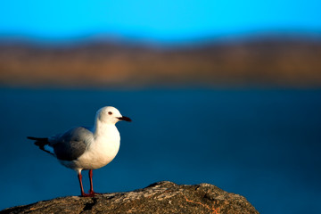 Hartlaub's Gull