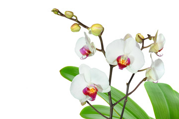 Fototapeta na wymiar Orchideen 64