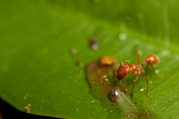 red ant
