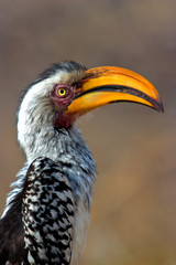 Yellow billed hornbill