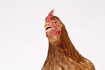 Hen with open beak