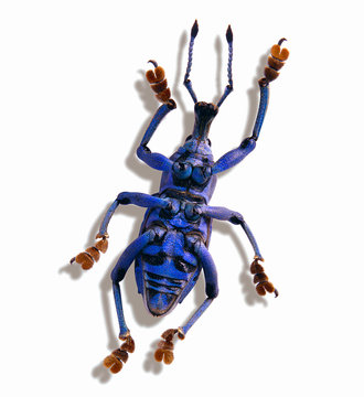 Blue Bug