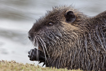 rat gondin lievre des marais rongeur nuisible