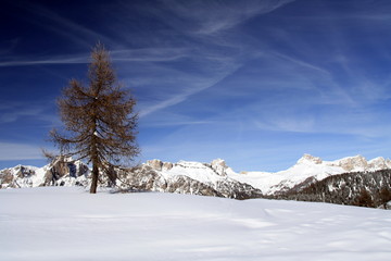 Fototapeta na wymiar Tree on the snow of Civetta mountain