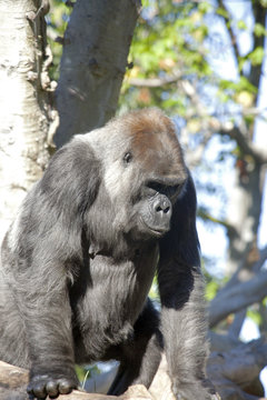 Beautiful Gorilla