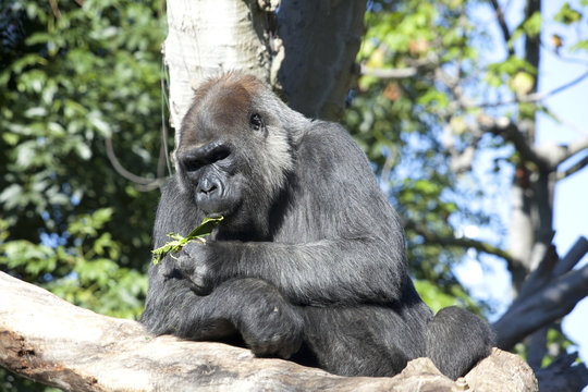 Beautiful Gorilla