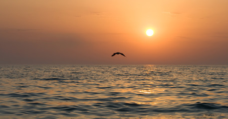 Seagull soaring over the sea at sunset
