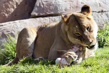 Lioness