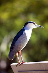 Beautiful bird