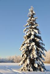 Lone White Spruce during Alaska Winter