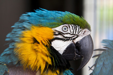 colorful parrot