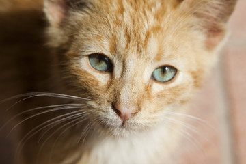 red playful kitten