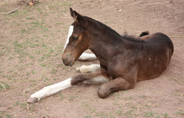 Young foal laying down