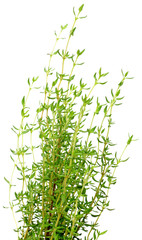 Thym, Thymus vulgaris, fond blanc