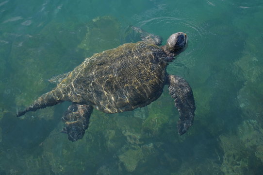 Meeresschildkröte auf Galapagos