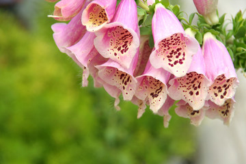 Foxglove (Digitalis)