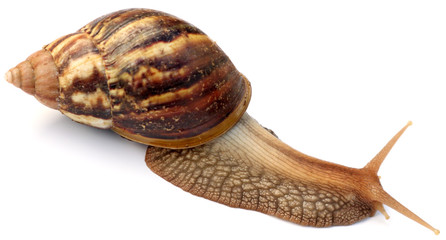 gros escargot tropical, fond blanc