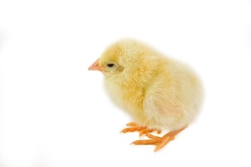 Easter chicks