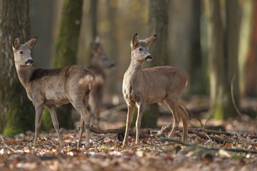 radars © wojciech nowak