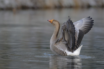 décollage © wojciech nowak