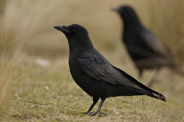 corbeau © wojciech nowak