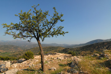 Fototapeta na wymiar Bäumchen vor griechischer Landschaft