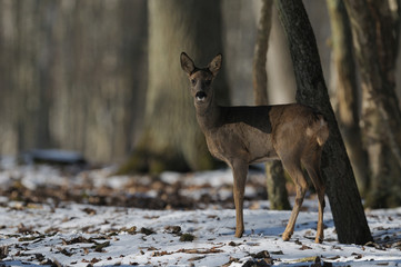 chevreuil © wojciech nowak