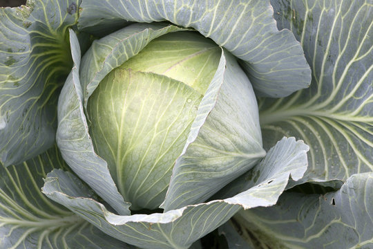 Wei&szlig;kraut - Wei&szlig;kohl