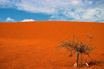 Kalahari Red Dune