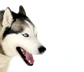 Husky