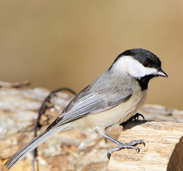 Obraz premium Black-capped Chickadee