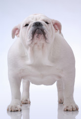 Smooth-haired English Bulldog