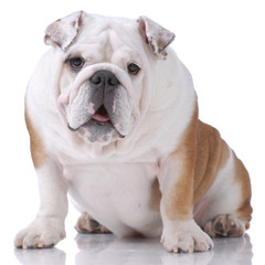 Smooth-haired English Bulldog