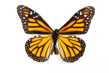 Butterfly Danaus Plexippus isolated