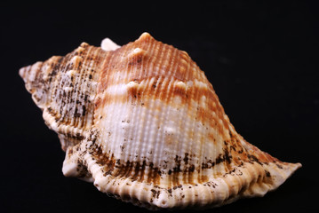 Obraz premium shell #1