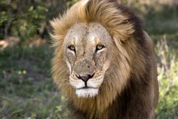 Fototapeta na wymiar African Black-maned Kalahari Lion