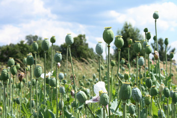 Obraz premium poppy field